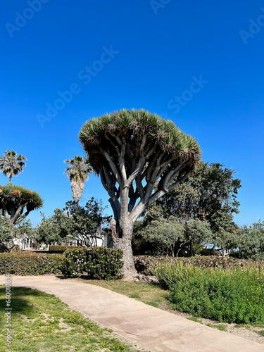 A large Dragon Tree on Sunset Beach in San Diego/La Jolla.