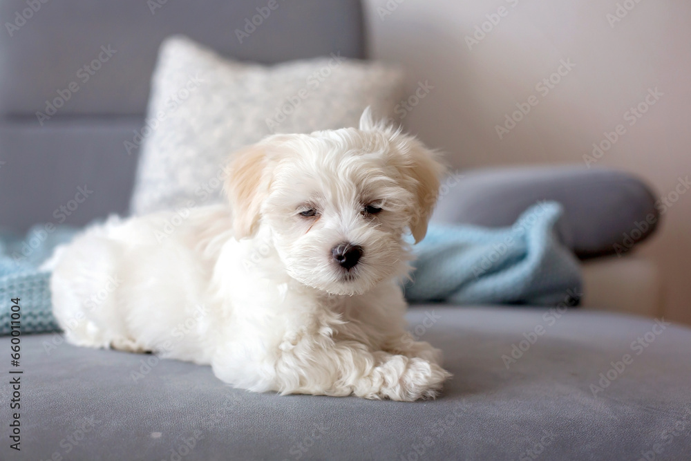 Cute little maltese dog puppy, sitting on the couch at home, looking at camera Cute little maltese dog puppy, sitting on the couch at home, looking at camera