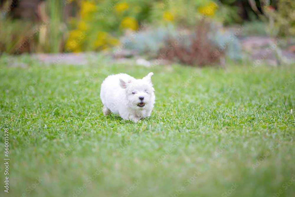 Cute white puppy, Maltese dog breed, running in garden, happy and healthy dog Cute white puppy, Maltese dog breed, running in garden, happy and healthy dog