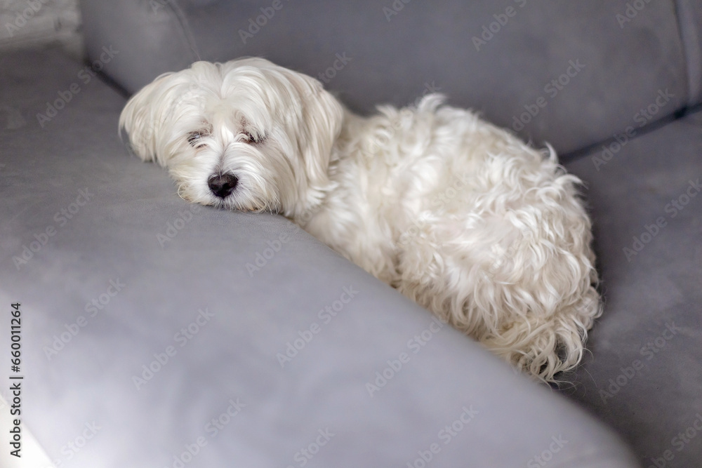 Cute white puppy, Maltese dog breed, sitting at home, happy and healthy dog Cute white puppy, Maltese dog breed, sitting at home, happy and healthy dog
