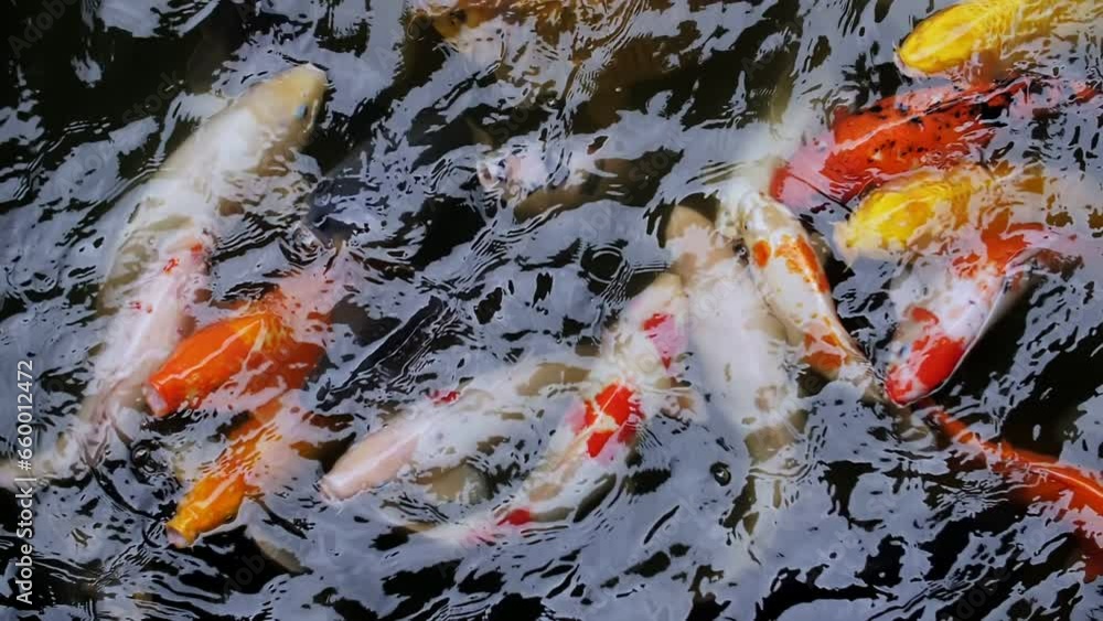 Gold and white carp swimming in the water slow motion Gold and white carp swimming in the water slow motion