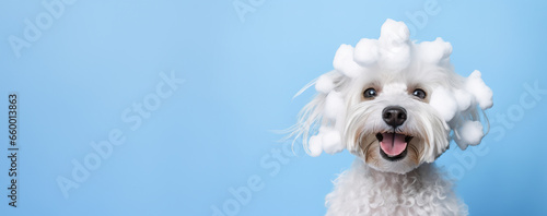 banner smiling wet puppy dog taking bath with soap bubble foam on head , Just washed cute dog on blue background, goods for treatment for domestic pets, grooming salon, copyspace.