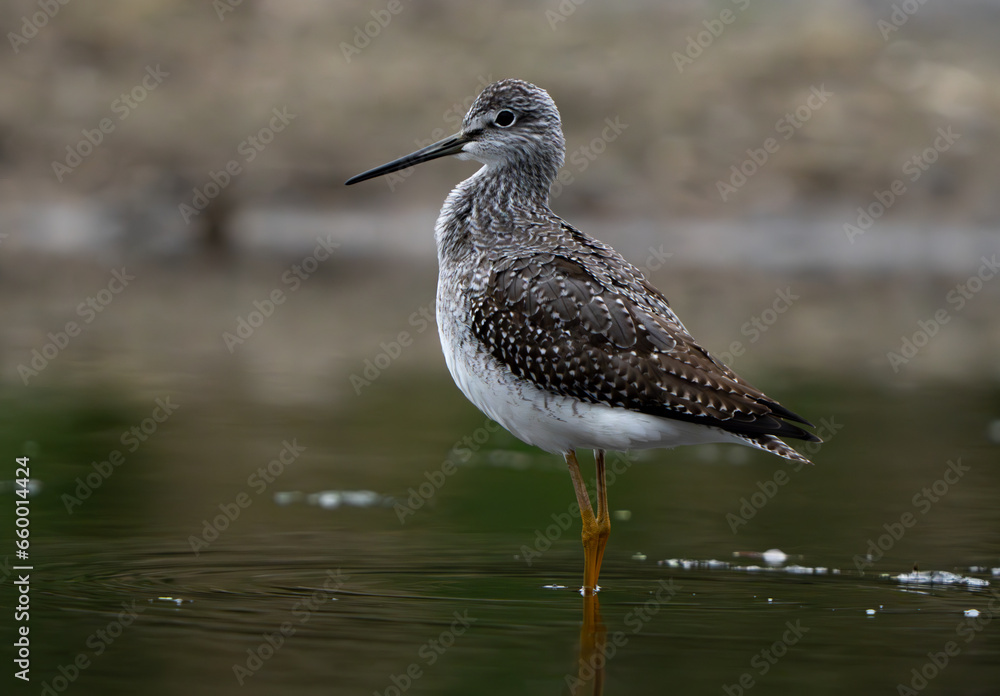 Obraz premium Sandpiper on the shore of a lake in morning light. summer in Fishers, Indiana.