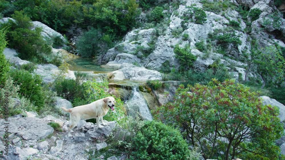 dog at the waterfall. Fawn Labrador Retriever in nature near the water, against a background of greenery dog at the waterfall. Fawn Labrador Retriever in nature near the water, against a background of greenery
