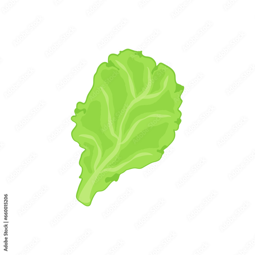 vegetable salad lettuce leaf cartoon vector isolated object