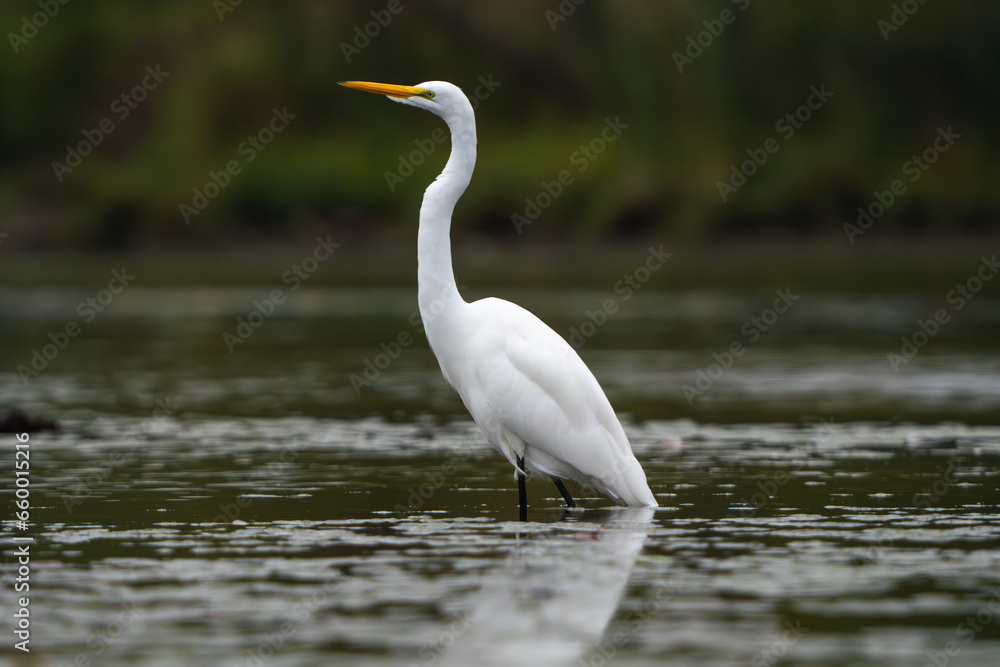 Great White Egret scouring and stalking lake for fish in the morning light, Fishers, Indiana, Summer. Great White Egret scouring and stalking lake for fish in the morning light, Fishers, Indiana, Summer.