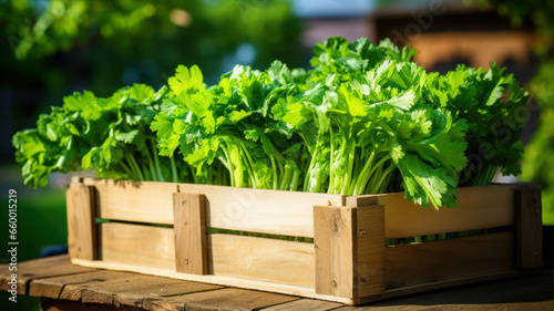Fresh celery in wooden boxes on table in garden, closeup