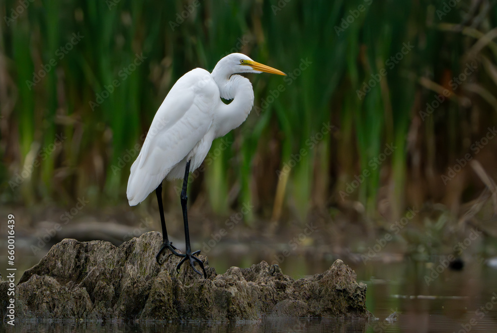 Great White Egret scouring and stalking lake for fish in the morning light, Fishers, Indiana, Summer. Great White Egret scouring and stalking lake for fish in the morning light, Fishers, Indiana, Summer.