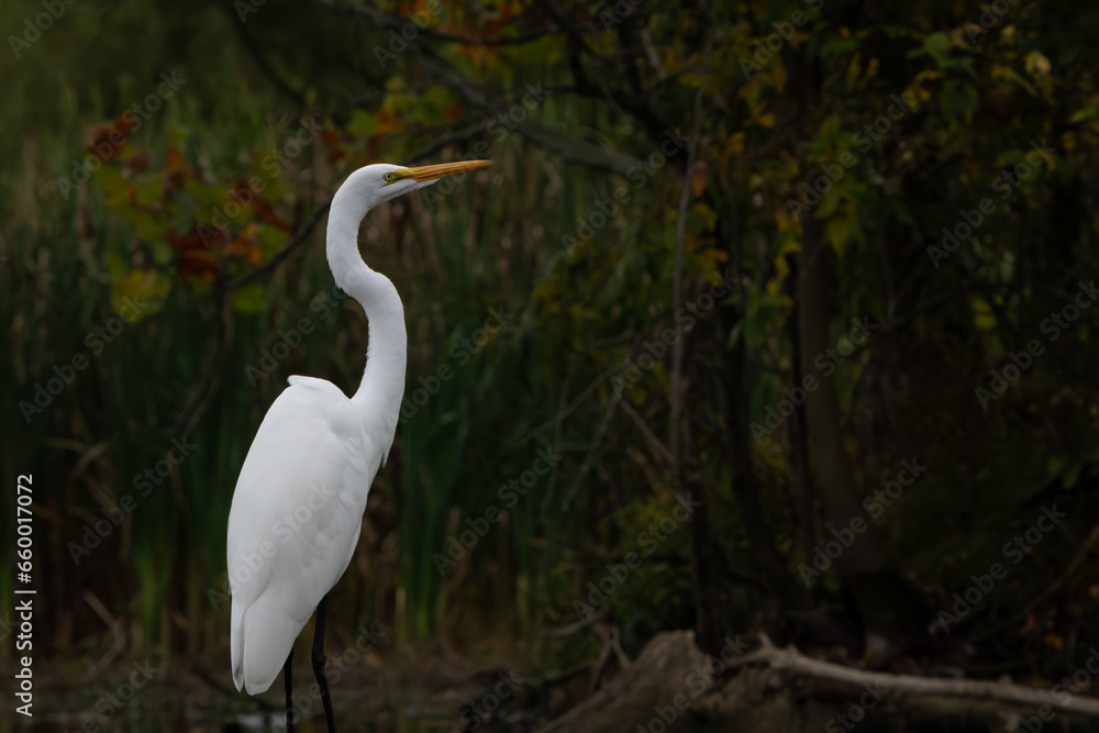 Great White Egret scouring and stalking lake for fish in the morning light, Fishers, Indiana, Summer. Great White Egret scouring and stalking lake for fish in the morning light, Fishers, Indiana, Summer.