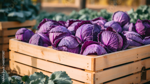 Purple cabbage in a wooden box. Cabbage harvest in the garden