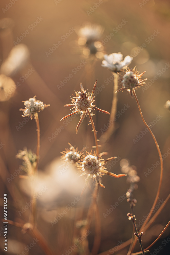 Wildflowers with thorns in the rays of the setting sun close-up Wildflowers with thorns in the rays of the setting sun close-up