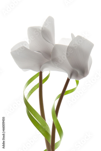 pareja de flores blancas 
