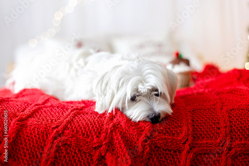 Cute white puppy, Maltese dog breed, sitting at homeat Christmas, happy and healthy dog photo