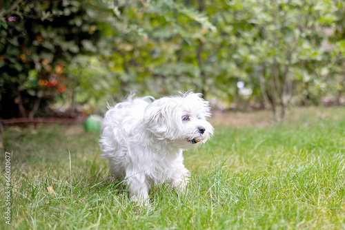 Cute white puppy, Maltese dog breed, running in garden, happy and healthy dog