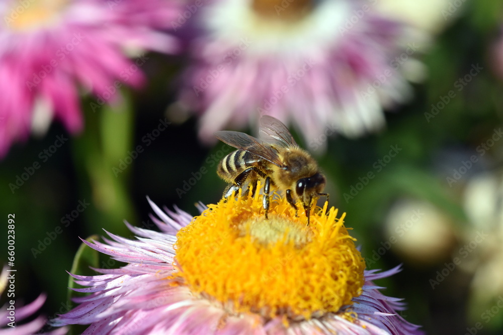 Biene auf einer Garten-Strohblume Biene auf einer Garten-Strohblume