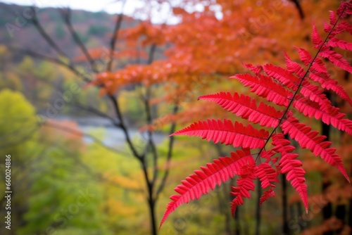 poison sumac leaves against a backdrop of woods photo