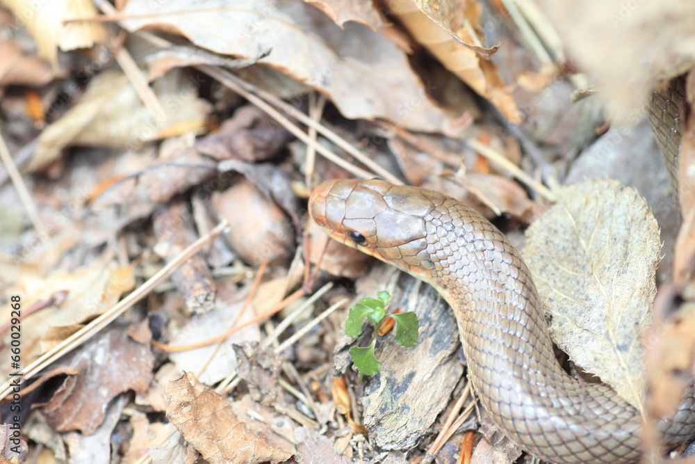 Japanese Forest Ratsnake (Elaphe conspicillata) in Japan Japanese Forest Ratsnake (Elaphe conspicillata) in Japan