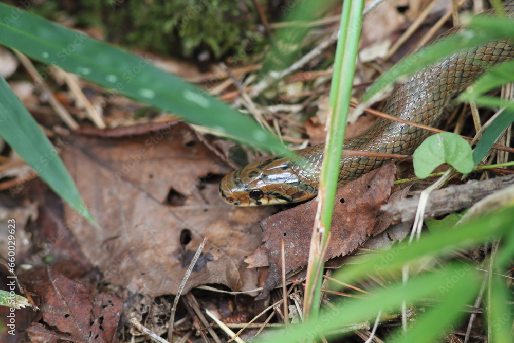 Japanese Forest Ratsnake (Elaphe conspicillata) in Japan Japanese Forest Ratsnake (Elaphe conspicillata) in Japan