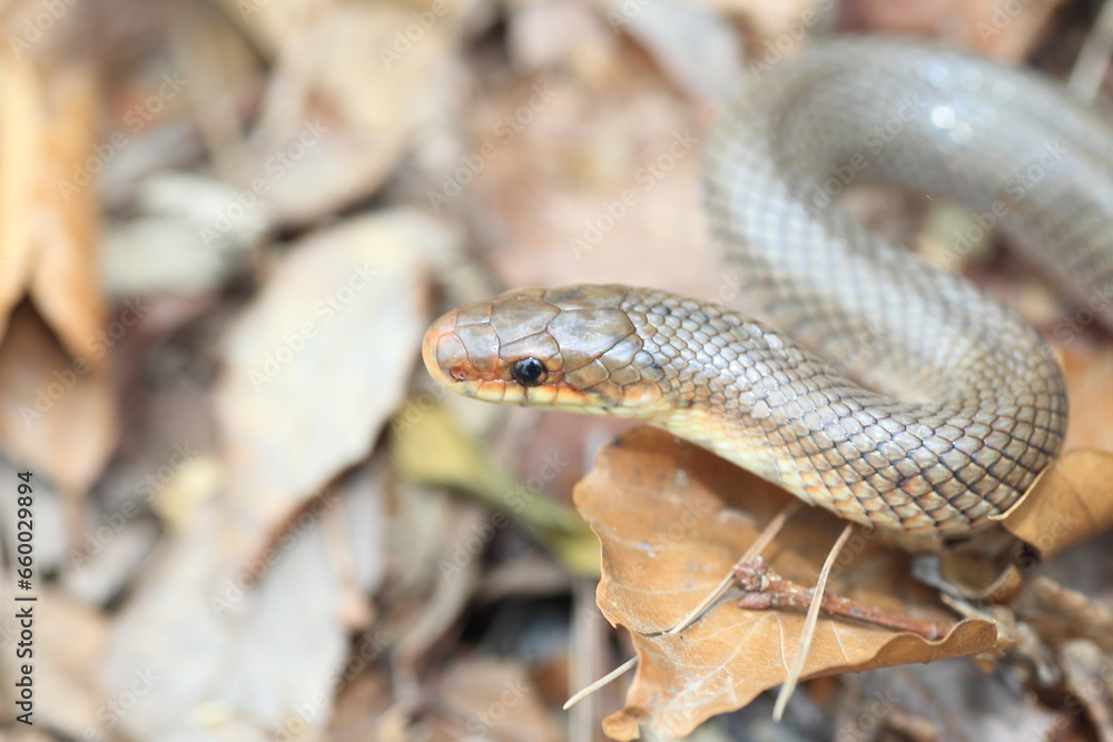 Japanese Forest Ratsnake (Elaphe conspicillata) in Japan Japanese Forest Ratsnake (Elaphe conspicillata) in Japan