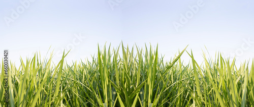 Green grass with blue sky background © Direk Takmatcha