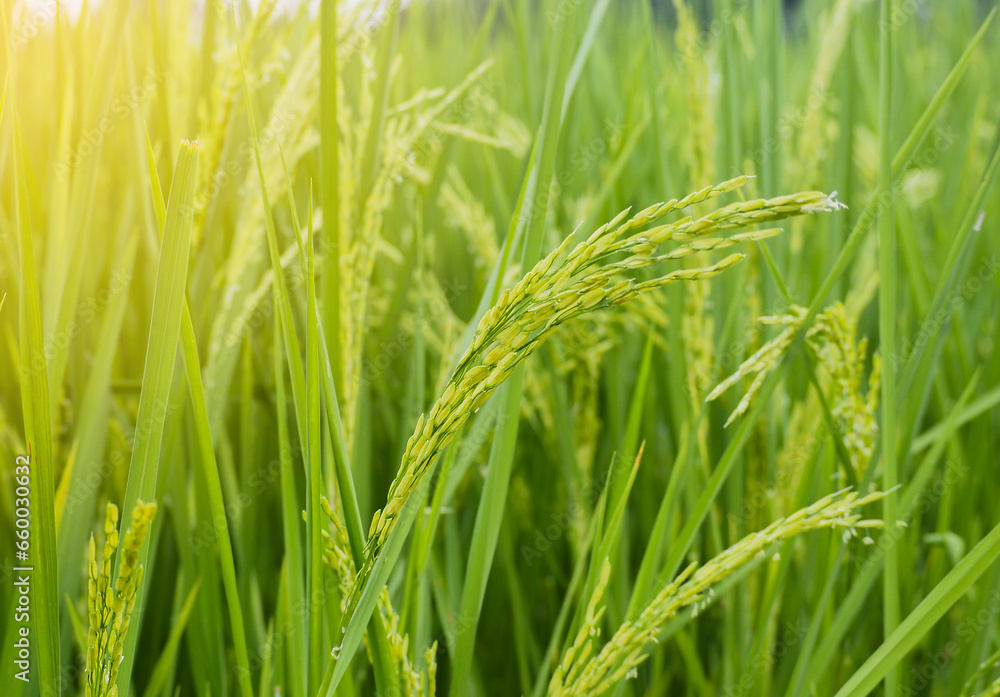 Close up Beautiful Fresh young green rice field and ear of rice with sunlight. Close up Beautiful Fresh young green rice field and ear of rice with sunlight.