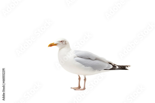 Toy Seagull on Transparent background