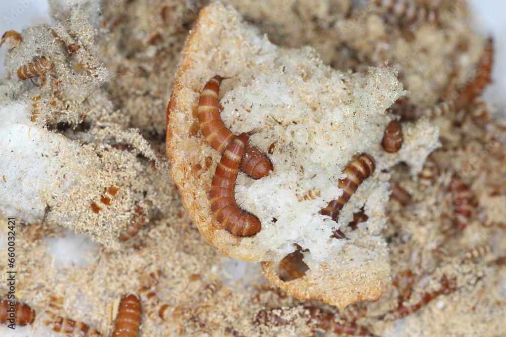 Larvae of Attagenus called fur beetle or carpet beetle from the family