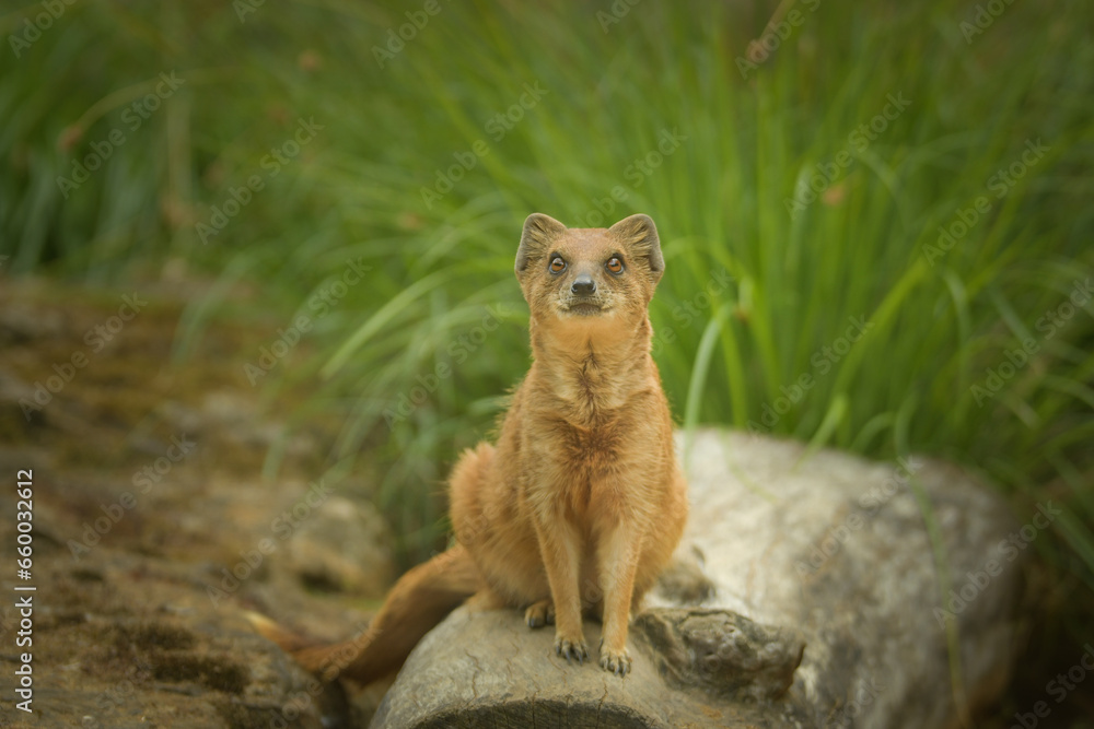 Fototapeta premium A mongoose is sitting in its enclosure at the zoo. Summer sunny day at the zoo. Happy animal in captivity