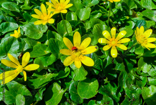Lesser celandine or pilewort (Ficaria verna) - Ladybug beetle on yellow flowers