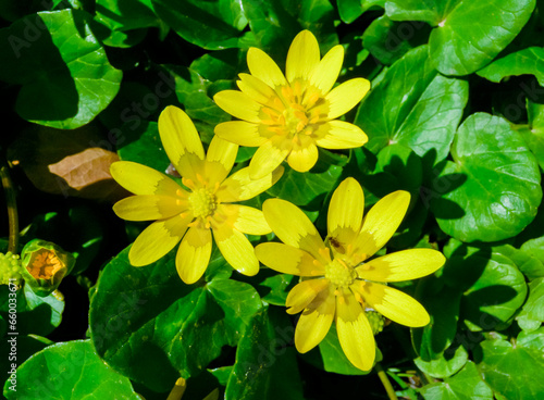 Lesser celandine or pilewort  Ficaria verna  - yellow flowering plants in spring in a botanical garden