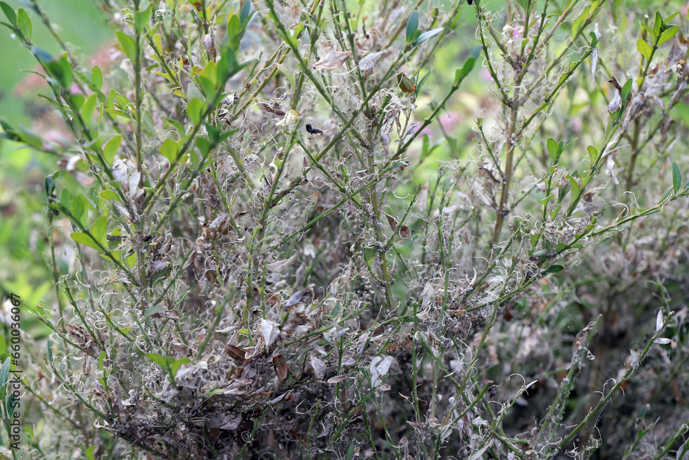 Boxwood shrub infested and destroyed by caterpillars of Box Tree Moth (Cydalima perspectalis). Boxwood shrub infested and destroyed by caterpillars of Box Tree Moth (Cydalima perspectalis).