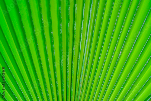 Striped texture of green palm leaf  natural background