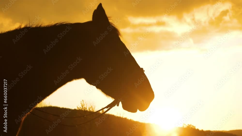 SILHOUETTE, CLOSE UP, LENS FLARE Dark stallion breathing in golden