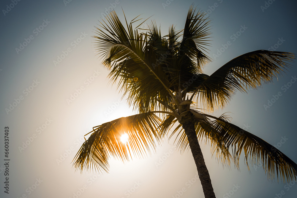 Palm tree silhouette with glowing Sun behind, tropical sunset