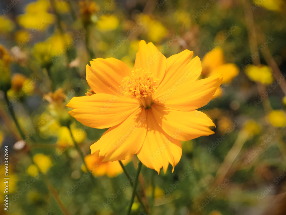 Macro photography of yellow cosmos flower, close up photo of a yellow cosmos flower with stems Macro photography of yellow cosmos flower, close up photo of a yellow cosmos flower with stems