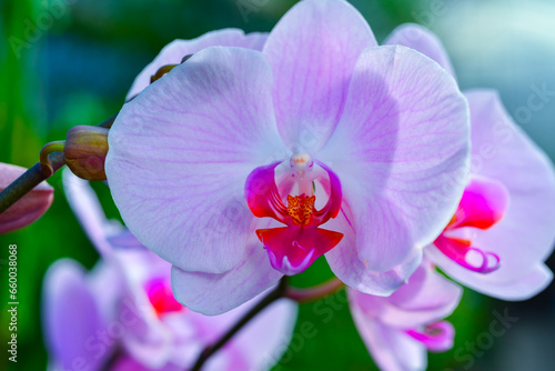 Blooming Phalaenopsis orchid in the collection of the botanical garden
