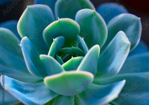 Close-up  succulent leaves of a succulent plant  Echeveria sp.  in a botanical garden collection