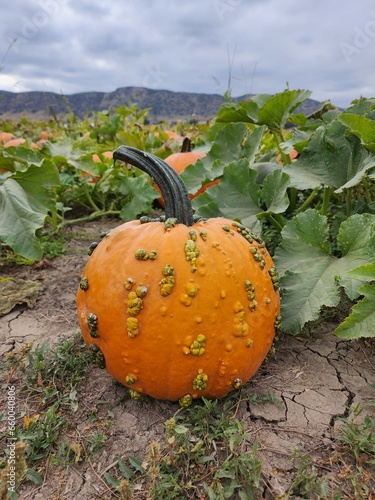 Seasonal pumpkins in a patch