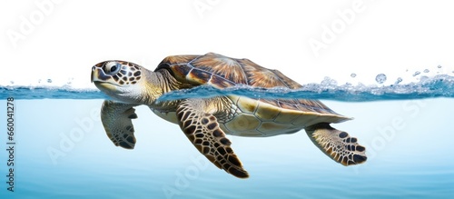 Underwater swimmer Chelonia mydas With copyspace for text