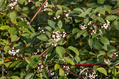 American Dogwood (Cornus sericea) with  clusters of white berries.