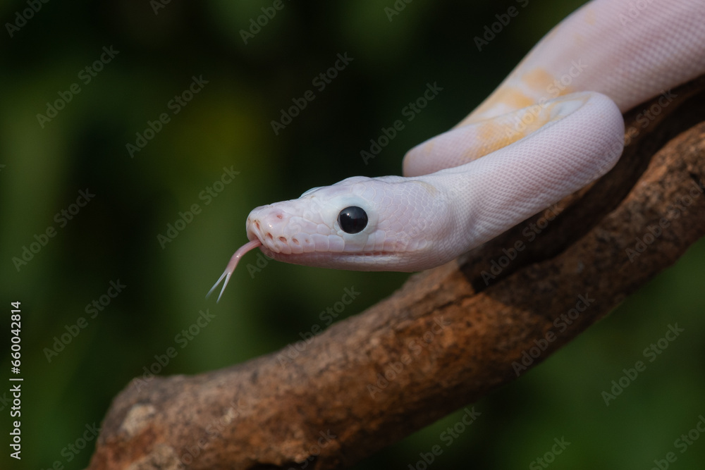 a baby leucistic reticulated python, malayopython reticulatus, on a branch, natural bokeh background a baby leucistic reticulated python, malayopython reticulatus, on a branch, natural bokeh background
