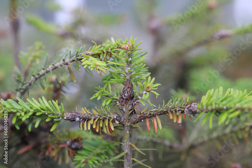 Young fir trees damaged by Dreyfusia piceae balsam woolly aphids. photo