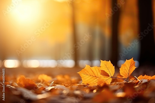 beautiful maple leaves in autumn sunny day in foreground and blurry background in kyushu japan