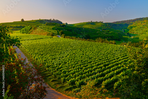 Weinberge Reben