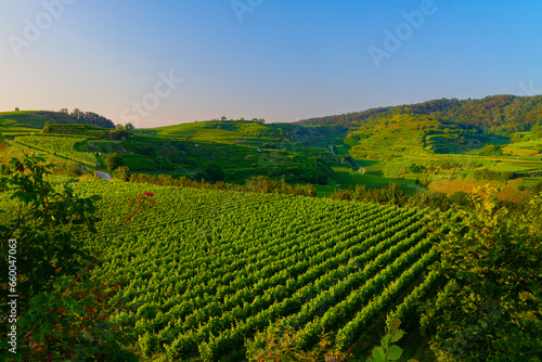 Weinberge Reben