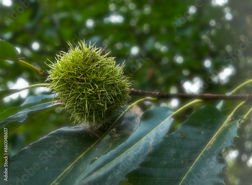 Primer plano de erizo de Castaño inmaduro en color verde claro sobre una rama, de fondo y difuminado el follaje verde del bosque