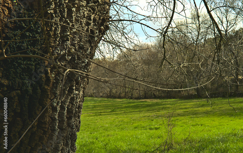 Primer plano del tronco de un fresno, de fondo el bosque, un prado verde y el cielo azul