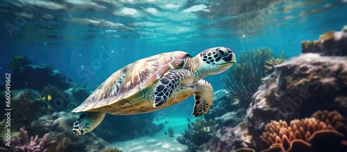 Underwater sea turtles swim With copyspace for text © 2rogan