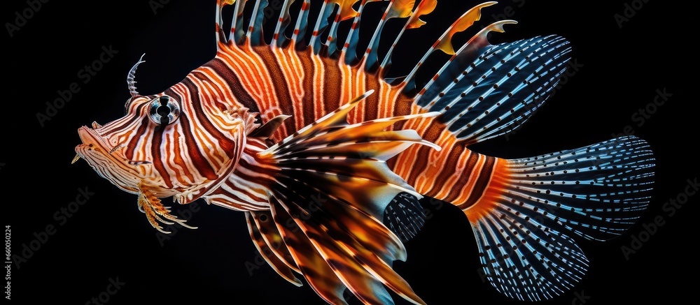venomous lionfish With copyspace for text venomous lionfish With copyspace for text