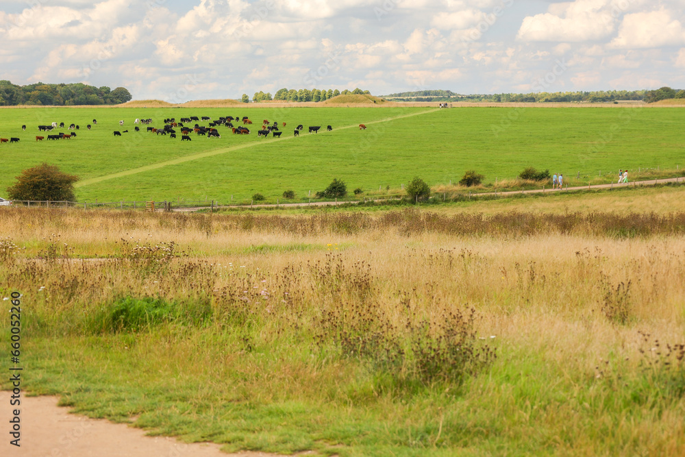 A herd of cows in a field in the Stonehenge area